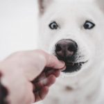 5 vecí, ktorými by ste nemali kŕmiť vášho psíka