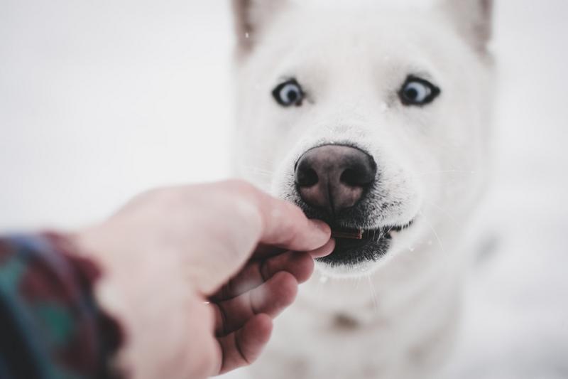 5 vecí, ktorými by ste nemali kŕmiť vášho psíka